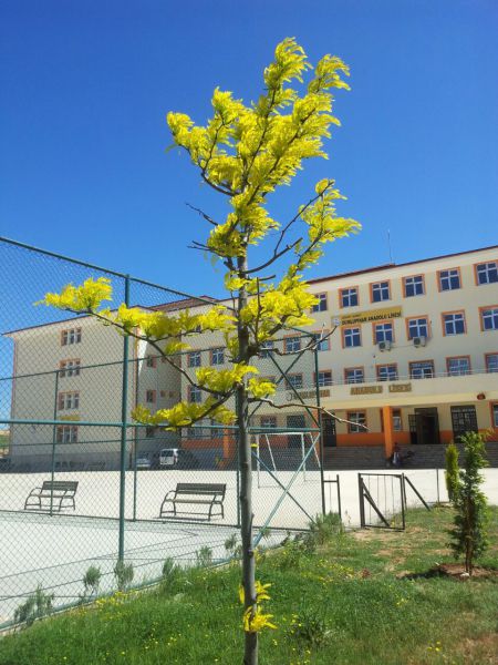 Dumlupinar Anadolu Lisesi 